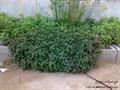 Alternanthera bettzickiana